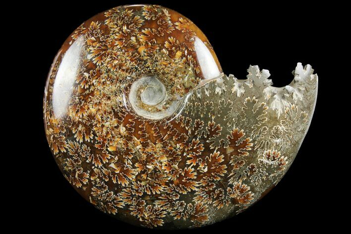 Polished, Agatized Ammonite (Cleoniceras) - Madagascar #97372
